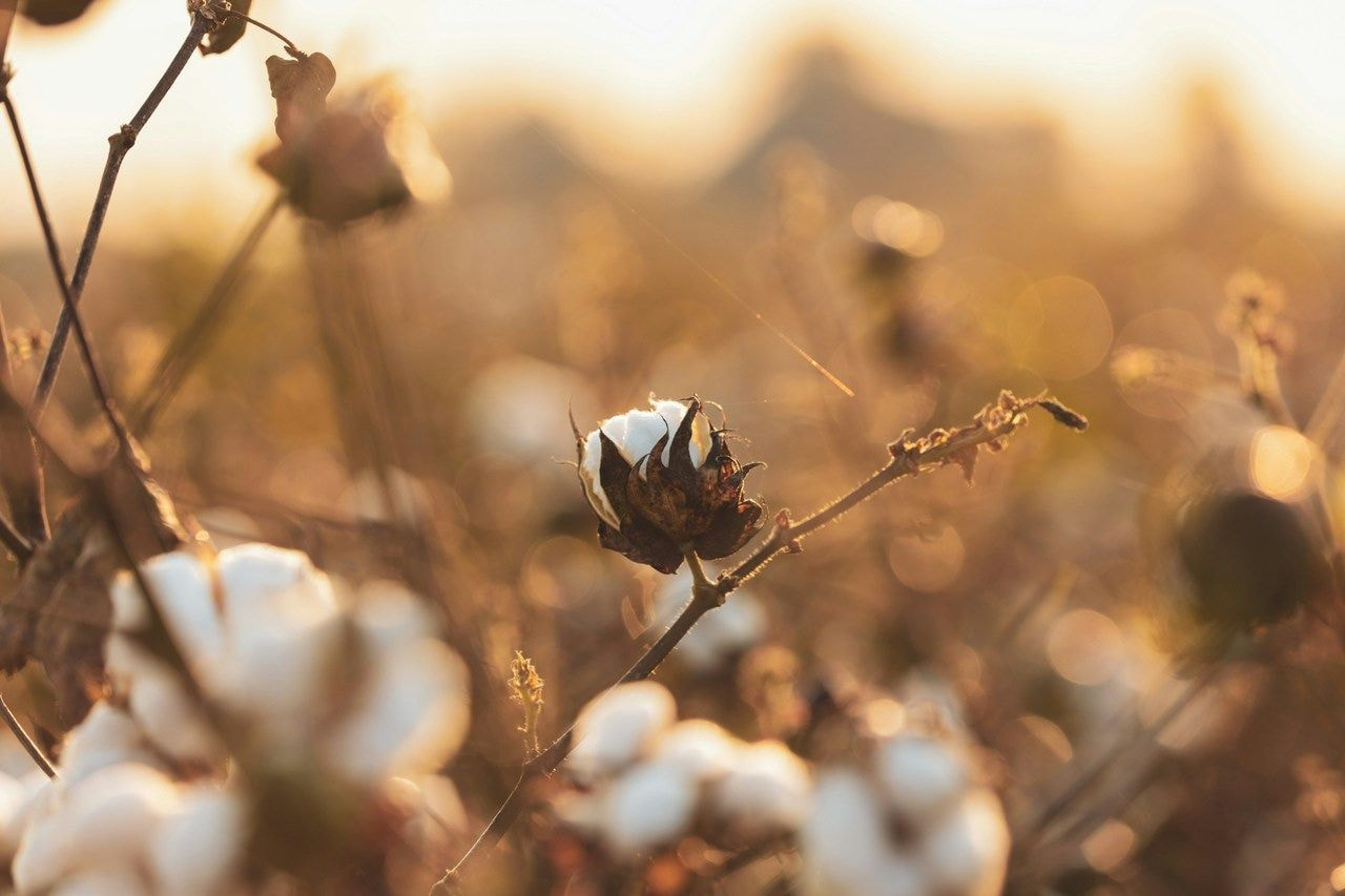 Cotton plant in a field